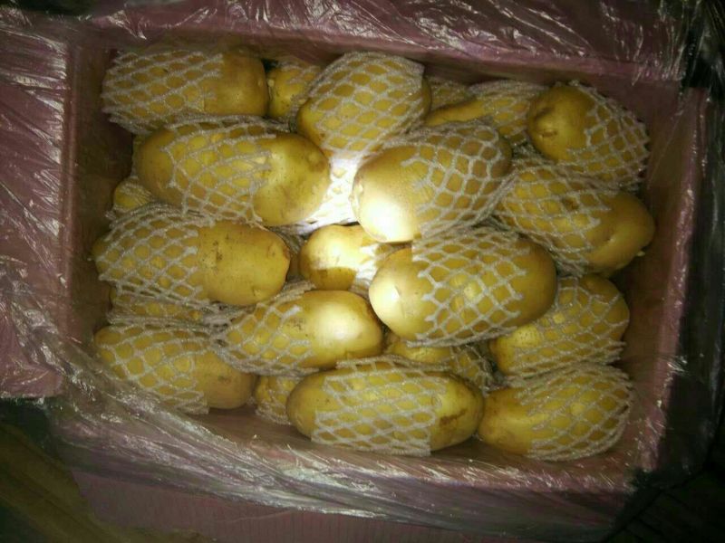 荷兰十五土豆2两以上装箱套网
