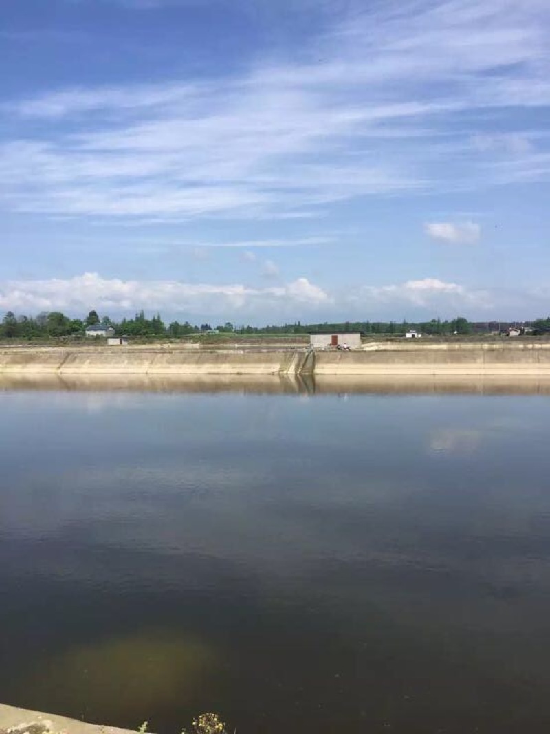 池鲤鱼