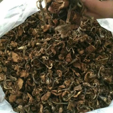 树秋菌一级