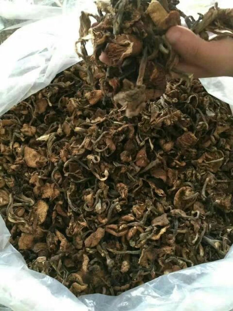 树秋菌一级