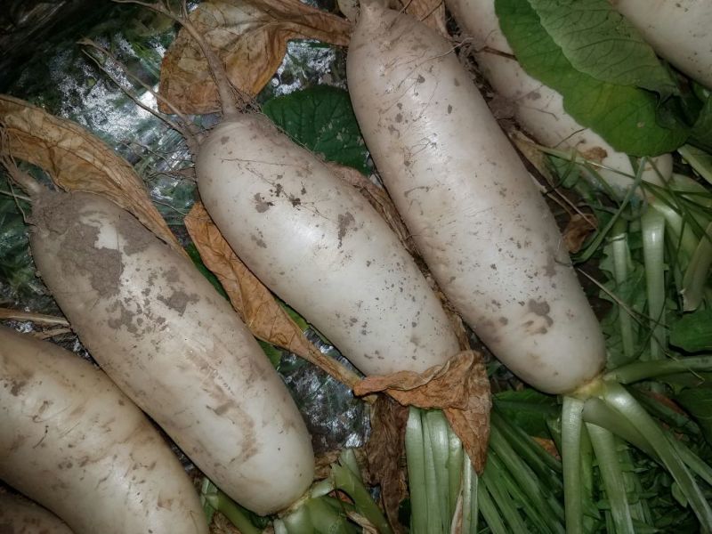 白萝卜2~2.5斤起
