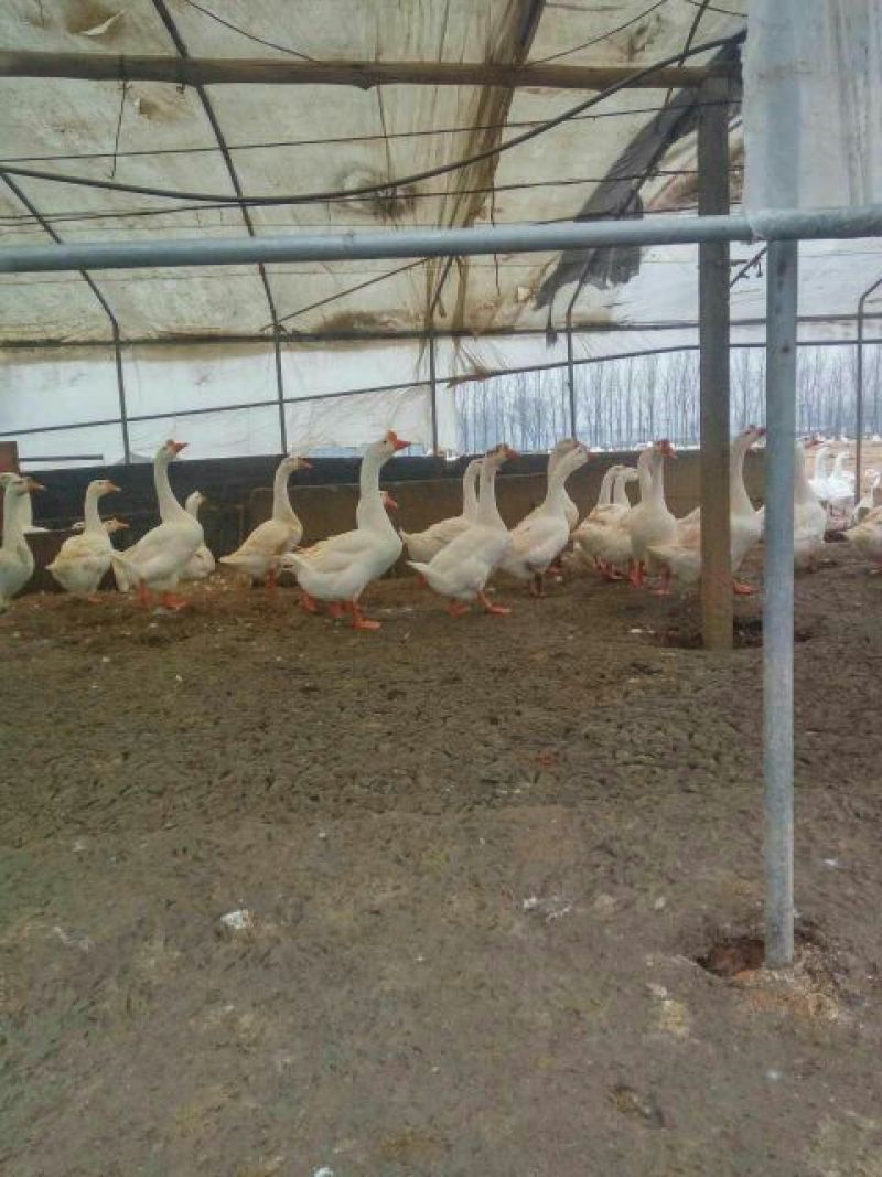 泰州白鹅鹅苗250g以下