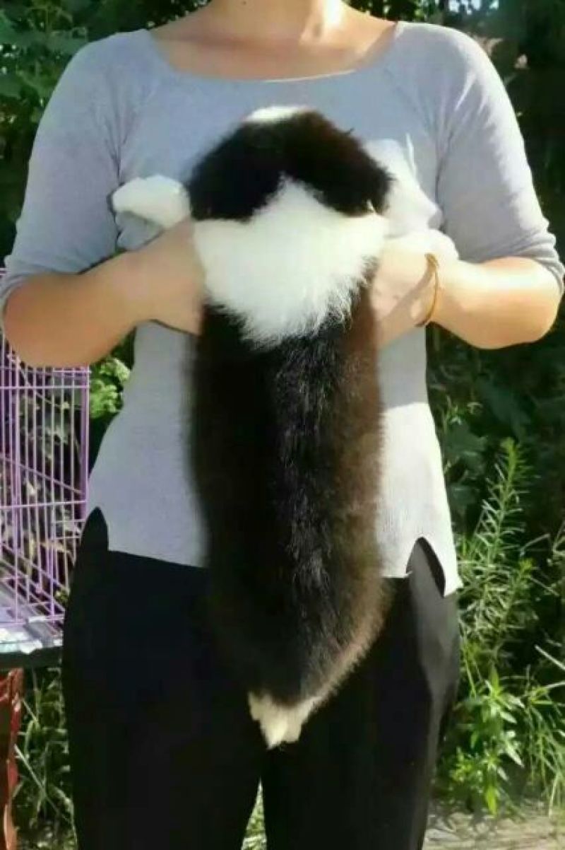边牧放牧羊犬公母都有任意挑选一只也发货