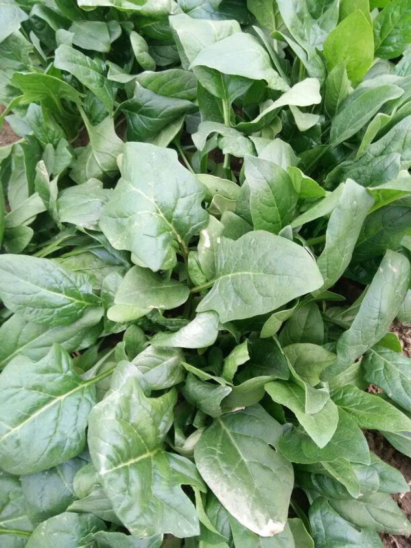 菠菜15~20厘米