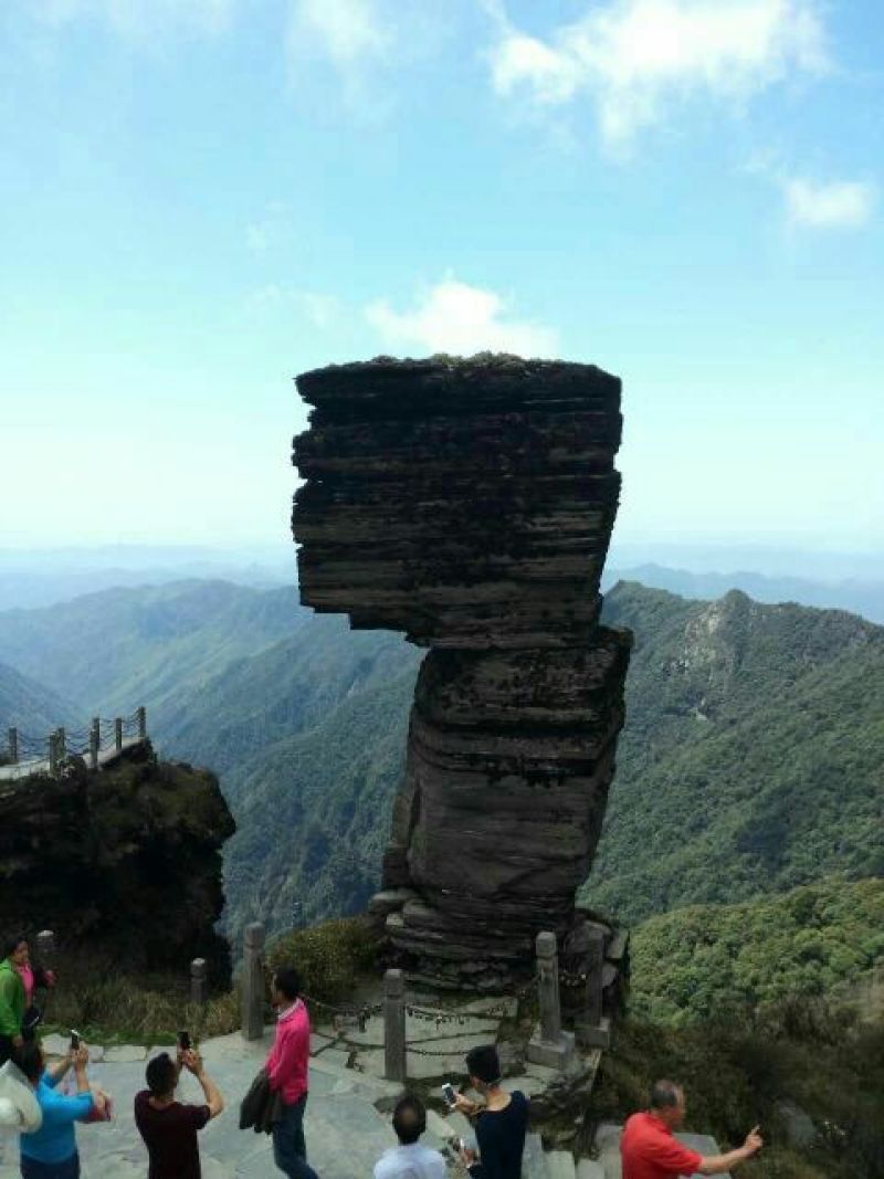 藤茶一级