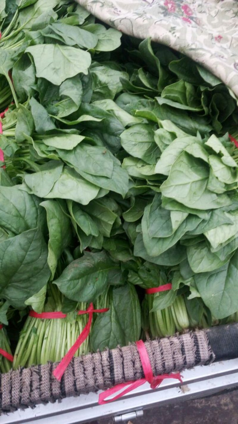 大叶菠菜