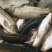 池鲤鱼食用1~2公斤