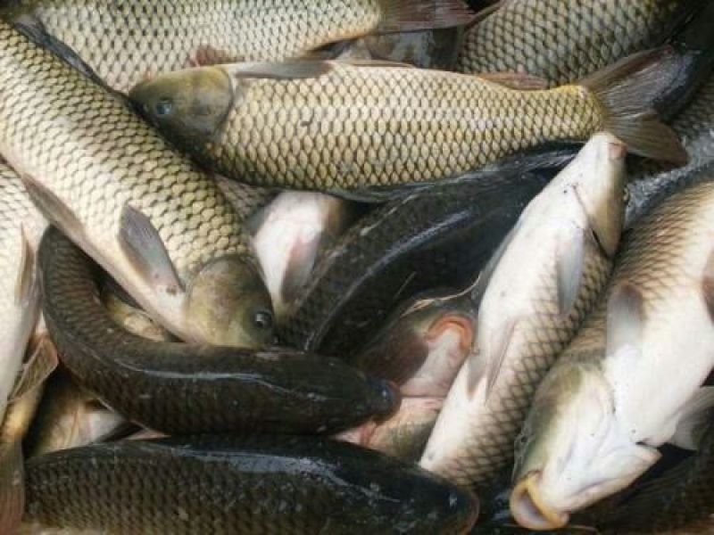 池鲤鱼食用1~2公斤
