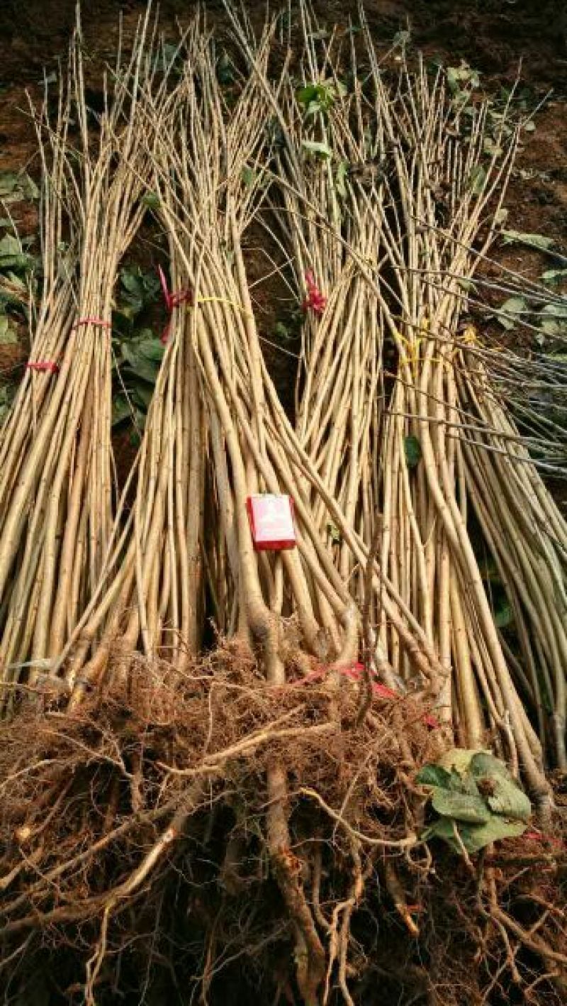 矮化樱桃苗2年50~80cm