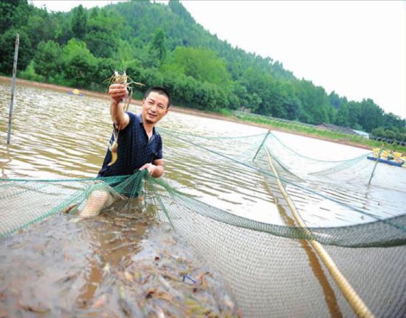 沼虾