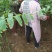 红油香椿苗80cm以上大棚