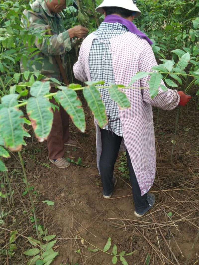 红油香椿苗80cm以上大棚