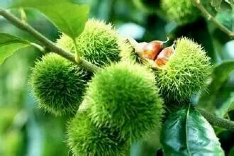 野生板栗炒栗种中栗，，