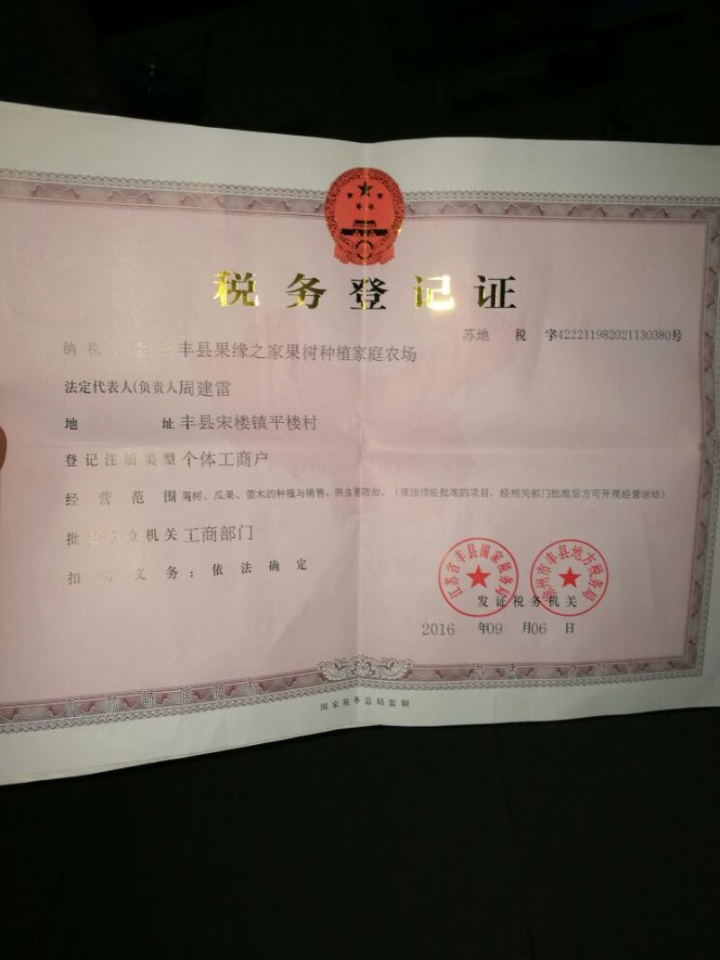 桃树苗80cm以上