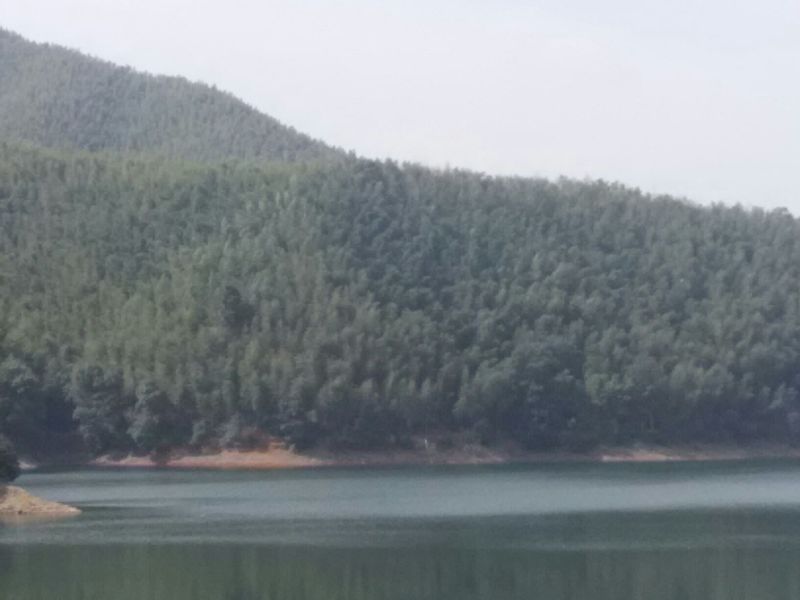 楠竹