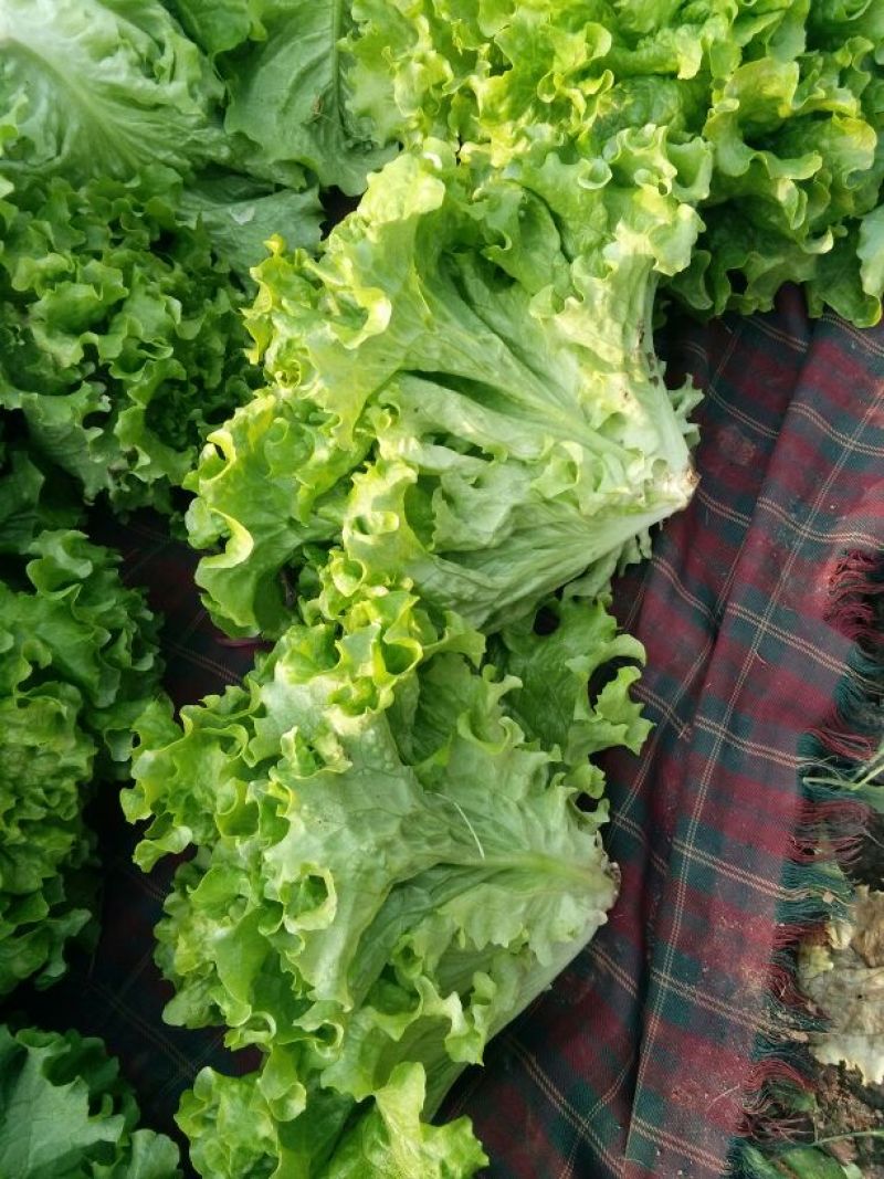 散叶生菜5两~6两