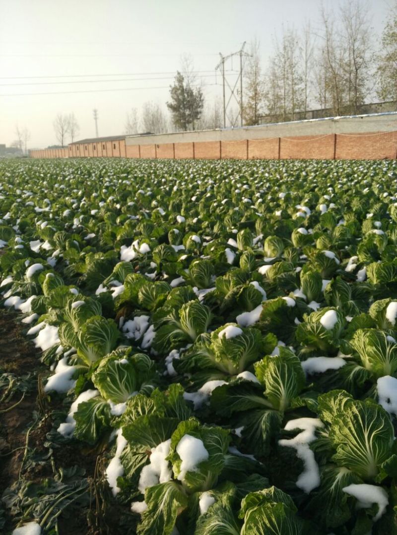 白花菜散装