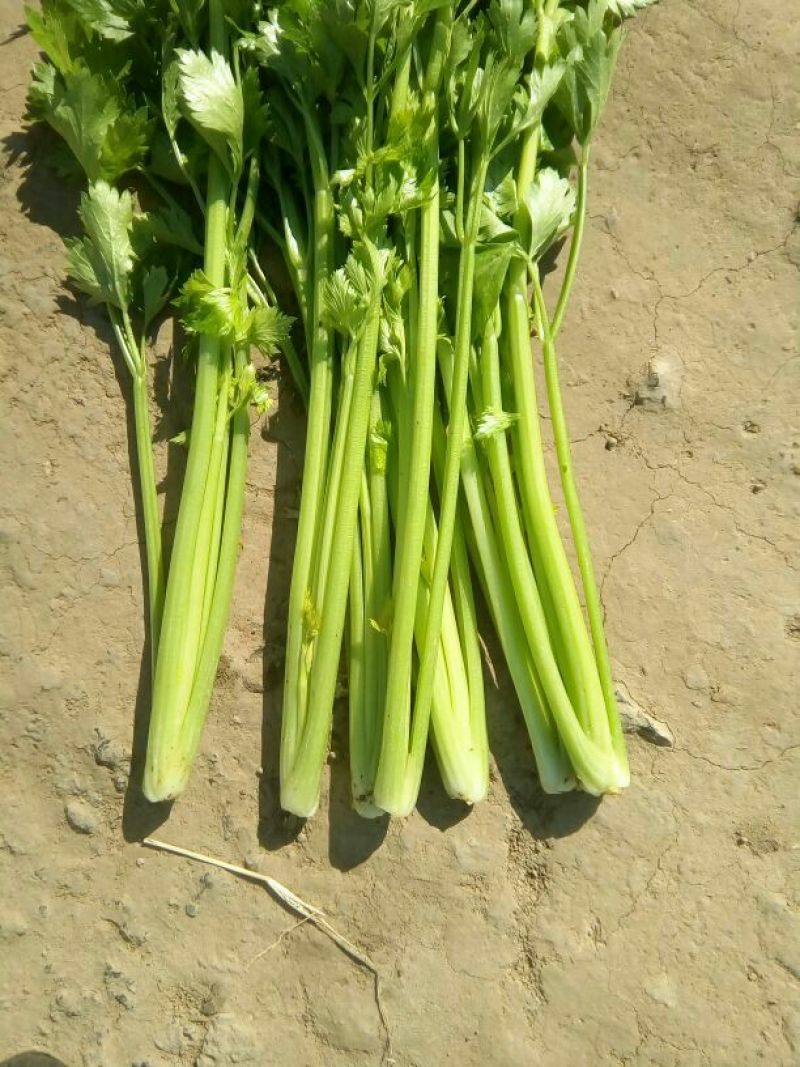 法国皇后芹菜55cm以上