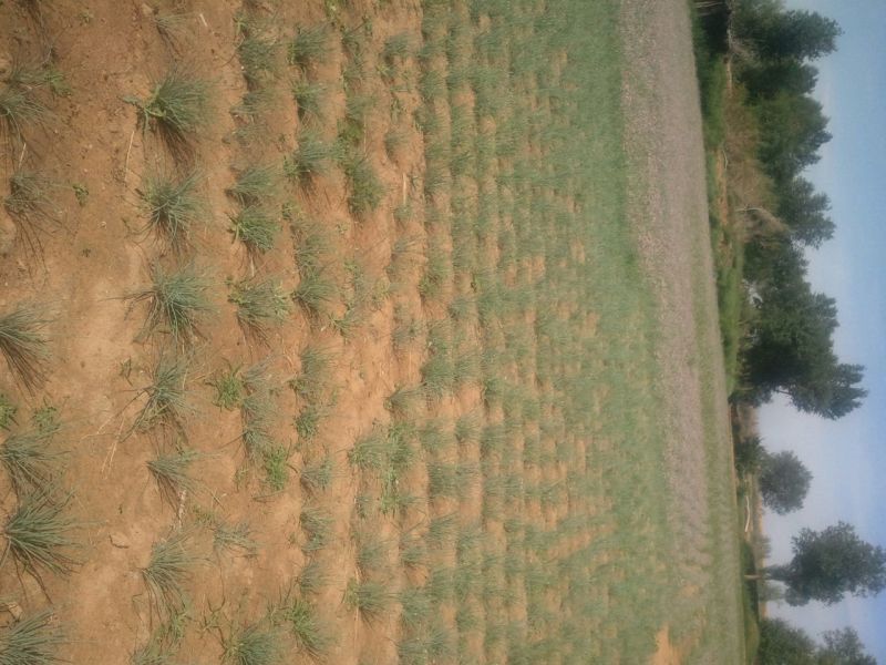 沙葱15~20c