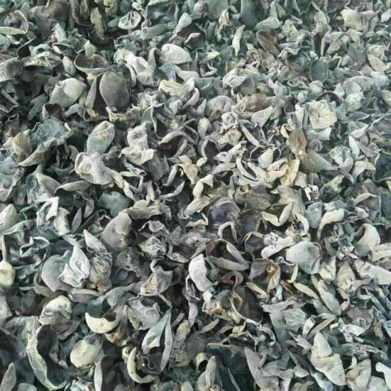 黑木耳一级