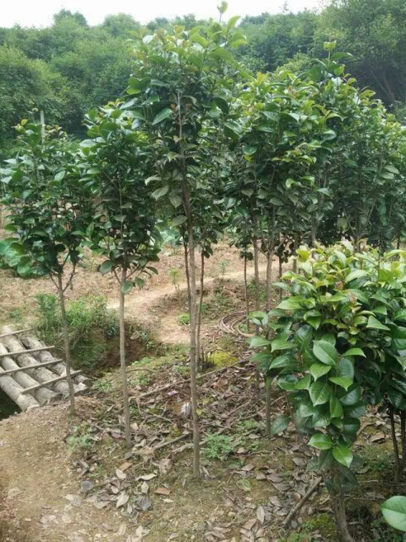茶花树