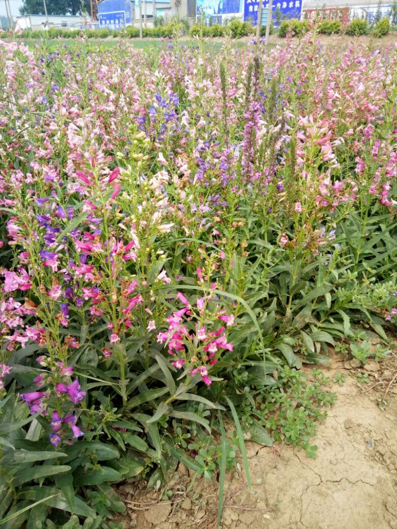 金盏菊