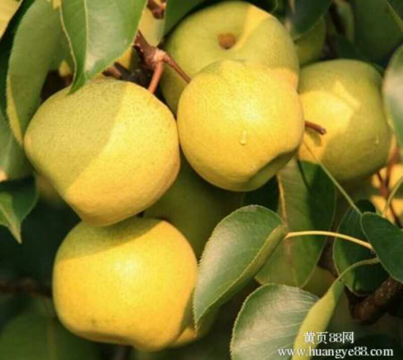 酥梨250~300g纸箱