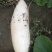 新白玉白萝卜1.5~2斤起