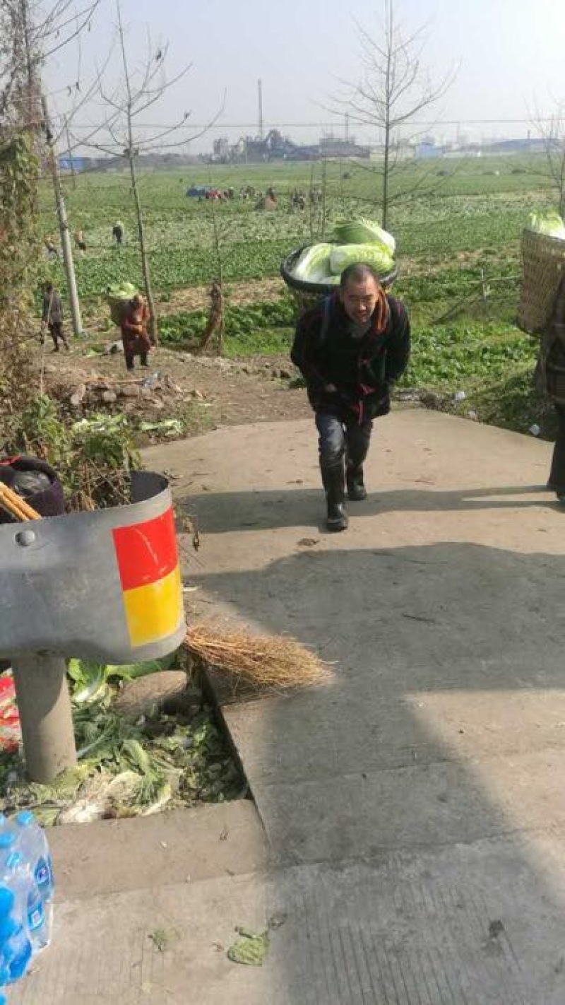 白菜黄心大白菜一级子弹头
