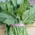 大叶菠菜25~30厘米