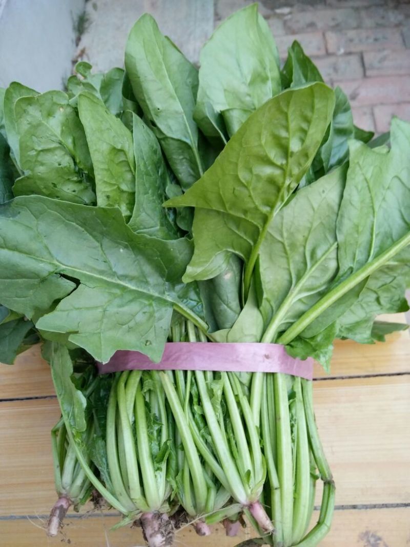 大叶菠菜25~30厘米