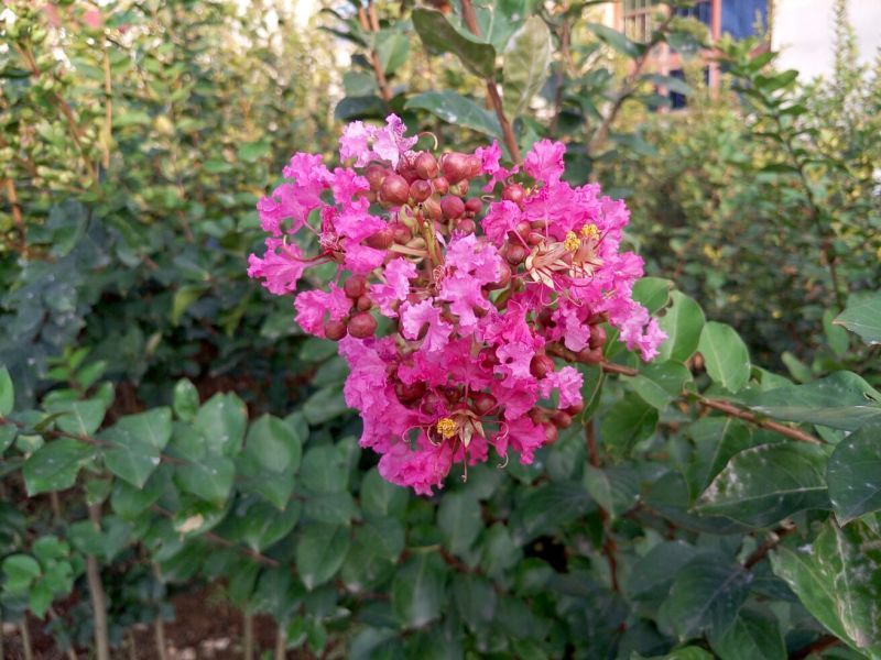 紫薇树4~6cm1.5~2米1米以下