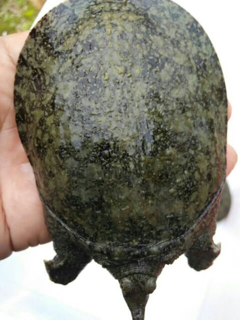 甲鱼苗鱼苗