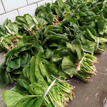 菠菜15~20厘米
