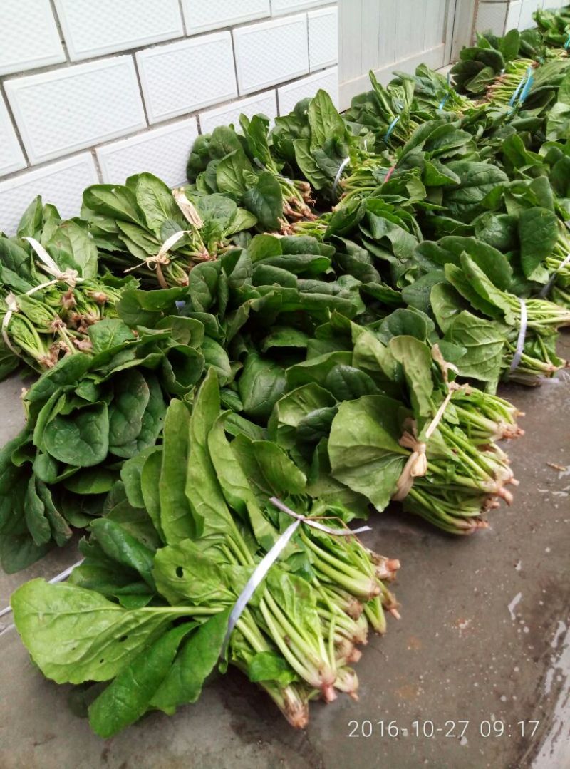 菠菜15~20厘米