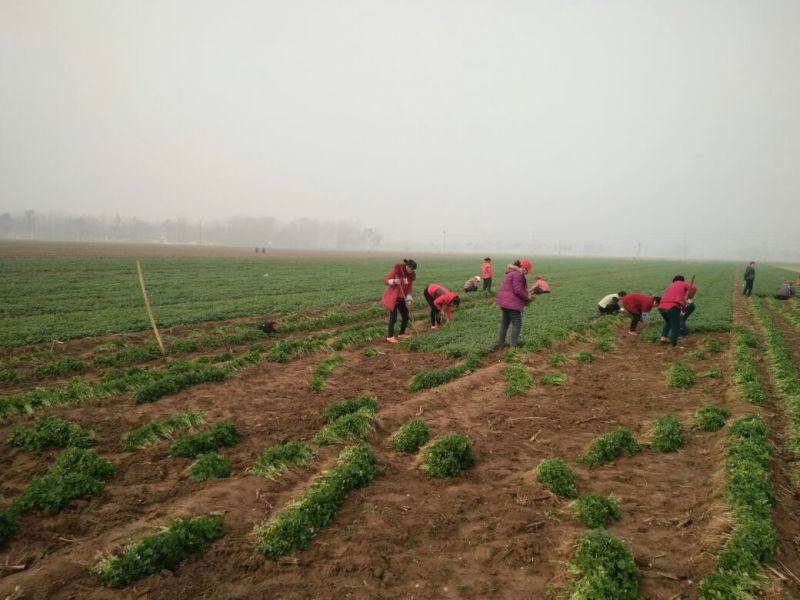 小叶香菜25~30厘米以上