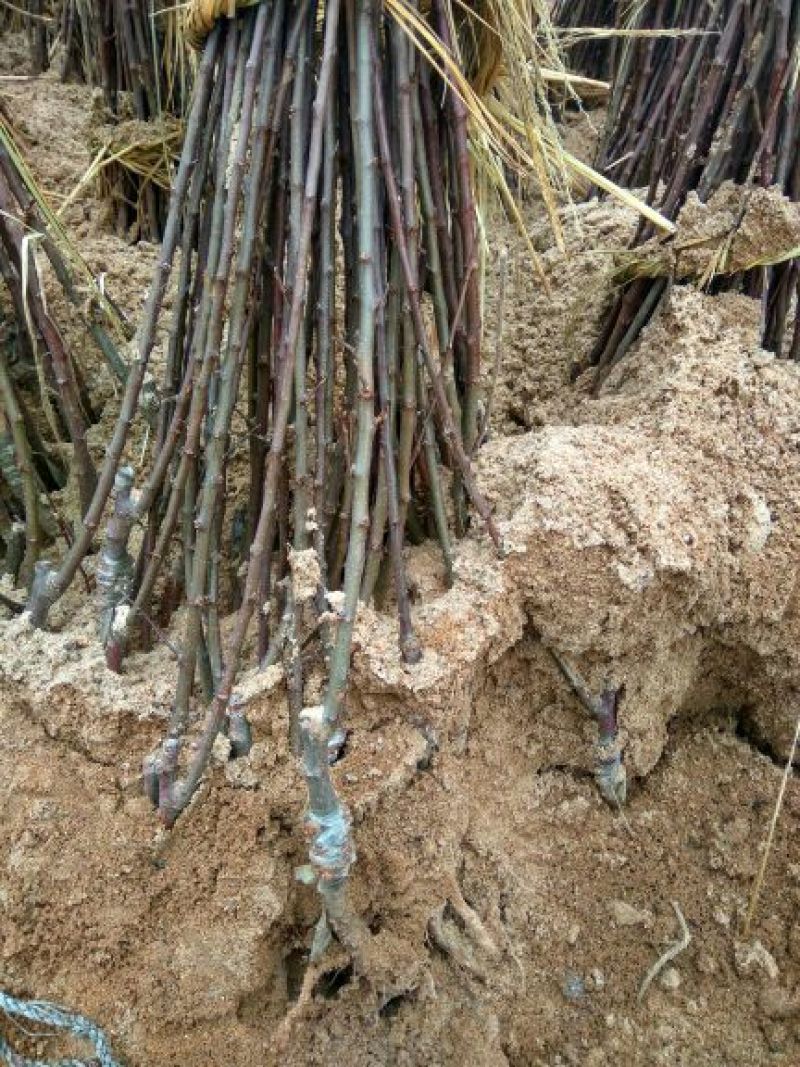 红富士苹果树苗乔华红富士苹果苗苹果苗苹果苗育苗基地