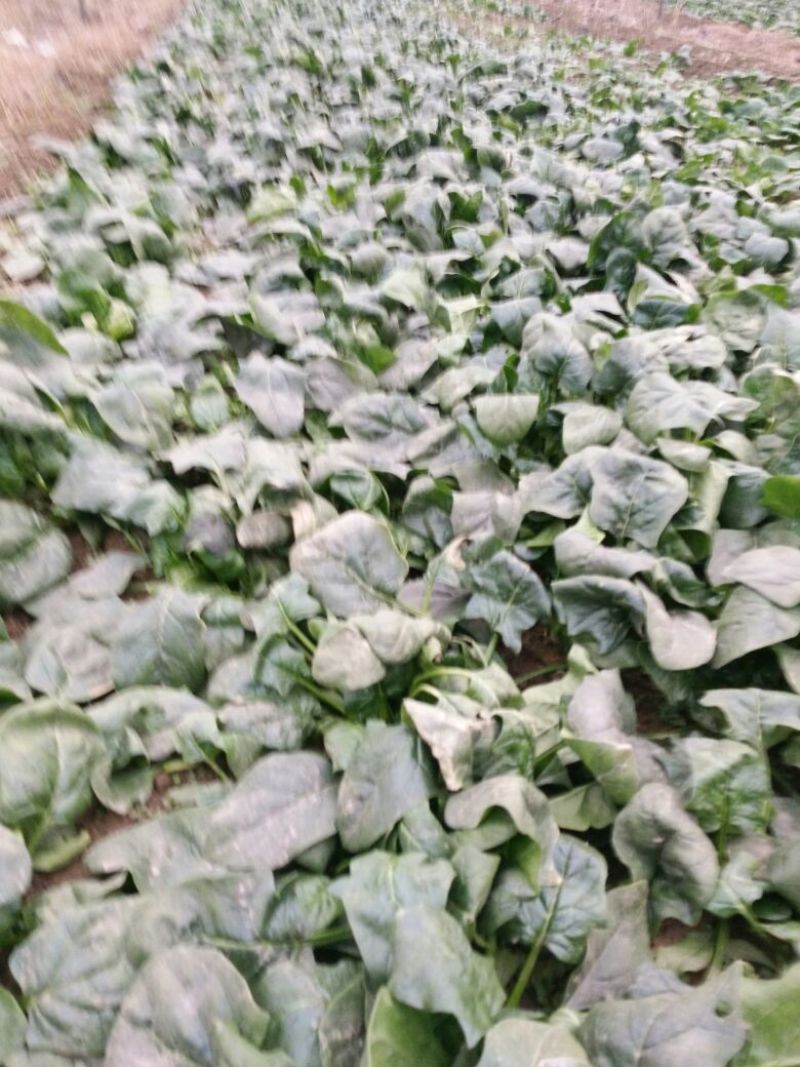 菠菜15~20厘米