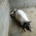 巴马香猪小香猪种猪苗多少钱一只