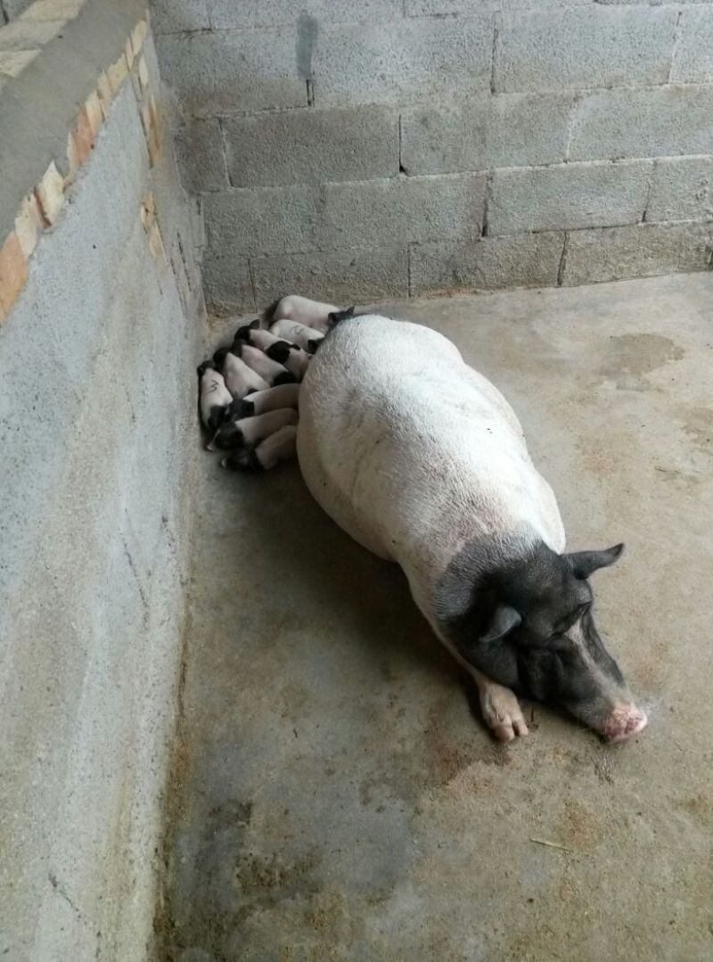 巴马香猪小香猪种猪苗多少钱一只