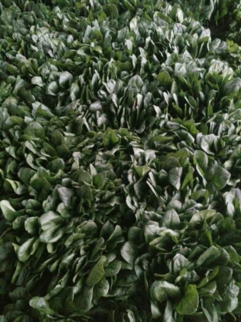 越冬菠菜30~35厘米