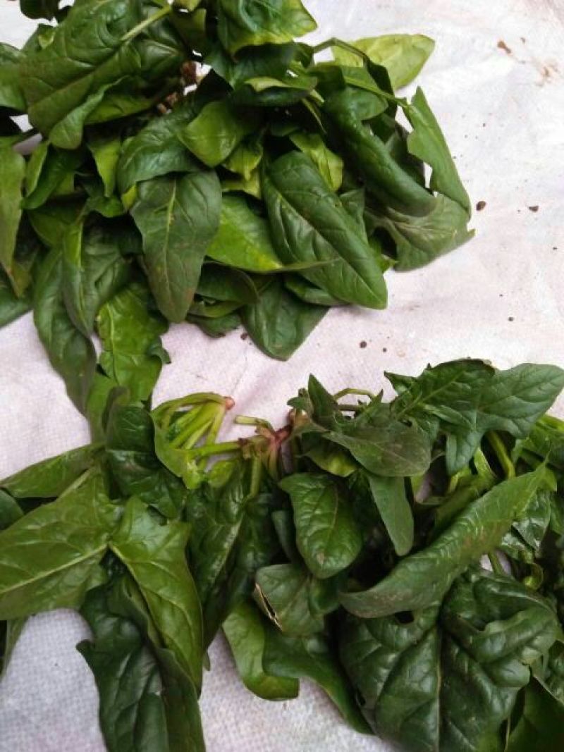 越冬菠菜20~25厘米