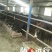 肉驴400~500斤