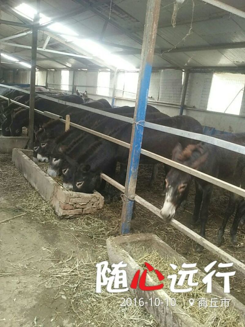 肉驴400~500斤
