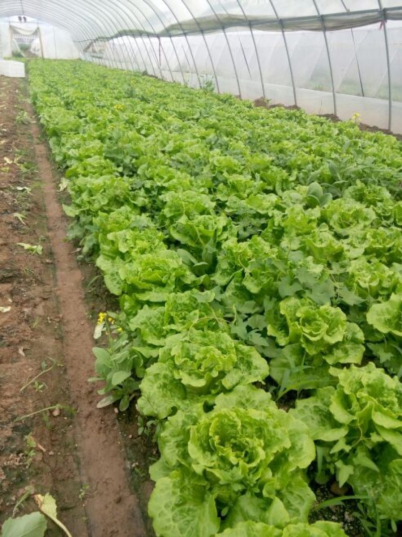 【推荐】南通一级精品生菜意大利生菜高端品质基地直供
