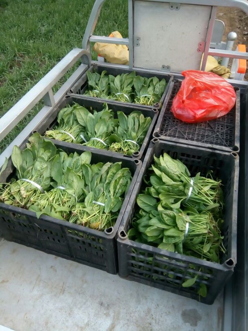 大叶菠菜20~25厘米