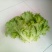 散叶生菜7两~8两