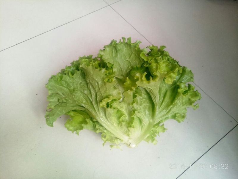 散叶生菜7两~8两