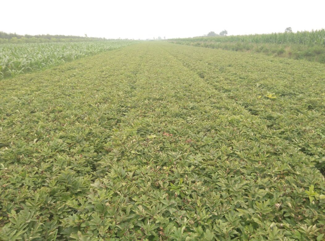 山西临汾市襄汾县白芍种苗批发_王福祥供应_