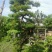 罗汉松10~12cm